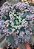 Echeveria faxai (sem raiz) - Imagem 2