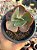 Echeveria Marta Toddere HB - Imagem 1