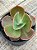 Echeveria Marta Toddere HB - Imagem 3