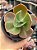 Echeveria Marta Toddere HB - Imagem 1