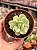 Echeveria momoca variegata - Imagem 1