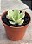 Echeveria momoca variegata - Imagem 3