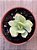 Echeveria momoca variegata - Imagem 4