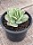 Echeveria momoca variegata - Imagem 4