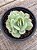 Echeveria momoca variegata - Imagem 3
