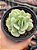 Echeveria momoca variegata - Imagem 1