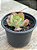 Echeveria turandot - Imagem 3