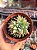 Echeveria subalpina var. meyraniana (colônia) - Imagem 1
