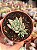 Echeveria subalpina var. meyraniana - Imagem 1