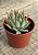 Echeveria subalpina var. meyraniana (sem raiz) - Imagem 3