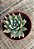 Echeveria subalpina var. meyraniana (sem raiz) - Imagem 2