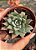 Echeveria subalpina var. meyraniana (sem raiz) - Imagem 1