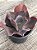 Echeveria ambers( sem raiz) - Imagem 3