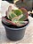 Echeveria pirsing - Imagem 3