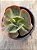 Echeveria pirsing - Imagem 4