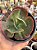 Echeveria pirsing - Imagem 1