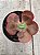 Echeveria pirsing (sem raiz) - Imagem 1