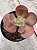 Echeveria pirsing (sem raiz) - Imagem 3