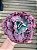 Echeveria pirsing (sem raiz) - Imagem 2