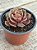 Echeveria zesta - Imagem 3