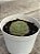 Echeveria setosa var. Ciliata - Imagem 3