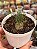 Albuca spiralis (folhas finas) - Imagem 1