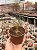 Albuca spiralis (folhas finas) - Imagem 1