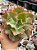Echeveria fury reversa - Imagem 1