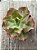 Echeveria fury reversa - Imagem 3