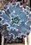 Echeveria delphynus M (SEM RAIZ) - Imagem 2