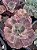 Echeveria mauna tailandesa - Imagem 2