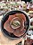 Echeveria bronze boy - Imagem 1
