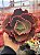 Echeveria bronze boy - Imagem 1