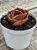 Echeveria bronze boy (SEM RAIZ) - Imagem 3