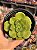 Aeonium lilly pad - Imagem 1