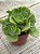 Aeonium lilly pad - Imagem 2
