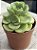 Aeonium lilly pad - Imagem 2