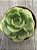 Aeonium lilly pad - Imagem 3