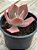Echeveria la femme (by Dick Wright) - Imagem 3