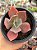 Echeveria la femme (by Dick Wright) - Imagem 1
