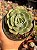 Echeveria love’s light (folhas forma de coração) - Imagem 1