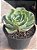 Echeveria love’s light (folhas forma de coração) - Imagem 2