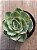 Echeveria love’s light (folhas forma de coração) - Imagem 3