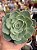 Echeveria love’s light (folhas forma de coração) - Imagem 1
