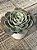 Echeveria love’s light (folhas forma de coração) - Imagem 3
