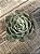 Echeveria love’s light (folhas forma de coração) - Imagem 1