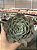 Echeveria love’s light (folhas forma de coração) - Imagem 2