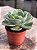 Echeveria love’s light (folhas forma de coração) - Imagem 2