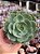 Echeveria love’s light (folhas forma de coração) - Imagem 1