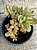 Crassula money maker variegata - Imagem 2